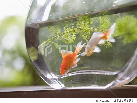 金魚鉢のキンギョ 28250899