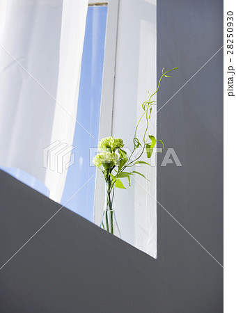 窓辺の花 28250930