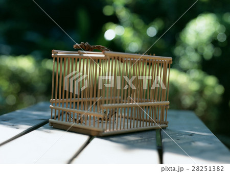 虫かご 28251382