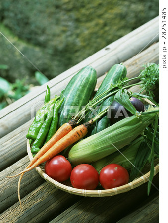 夏野菜 夏野菜 28251485