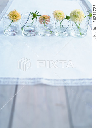 スカビオサとグラス 28251728