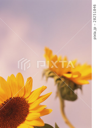 ヒマワリ ヒマワリ 28251846