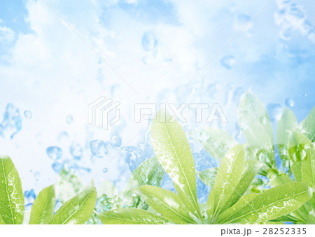 葉と水滴 28252335