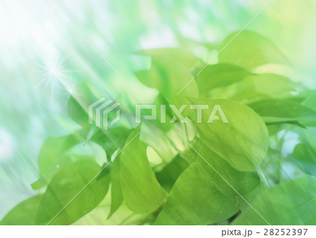 葉と日差し 28252397
