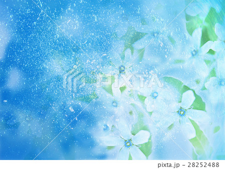 オキシペタルム オキシペタルム 28252488