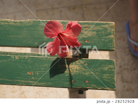 ハイビスカス ハイビスカス 28252928