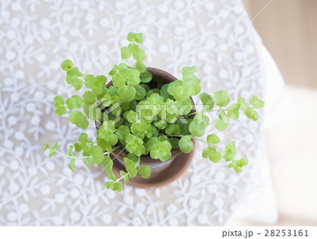 リシマキア リシマキア 28253161