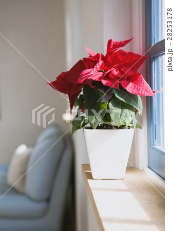窓辺のポインセチア 28253178