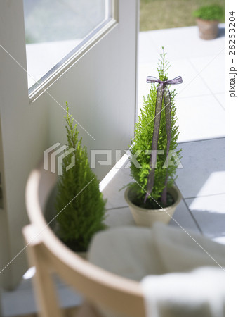 ゴールドクレスト 28253204