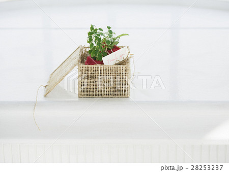 プレゼント 28253237