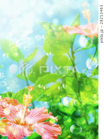 南国イメージ(CG) 南国イメージ(CG) 28253463