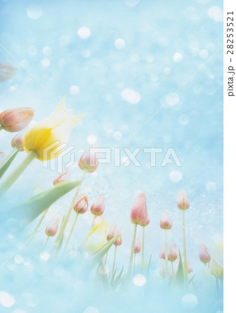 花イメージ（CG） 28253521