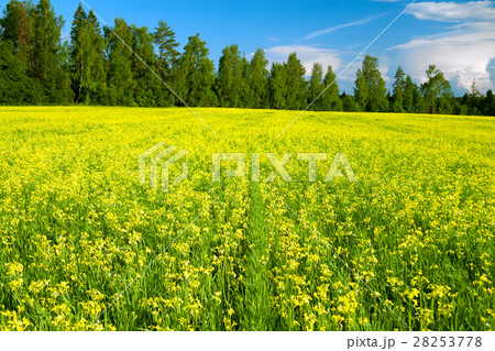 summer landscape with blooming field of rapeseed summer landscape with blooming field of rapeseed 28253778