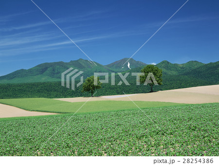 メルヘンの木と畑 28254386