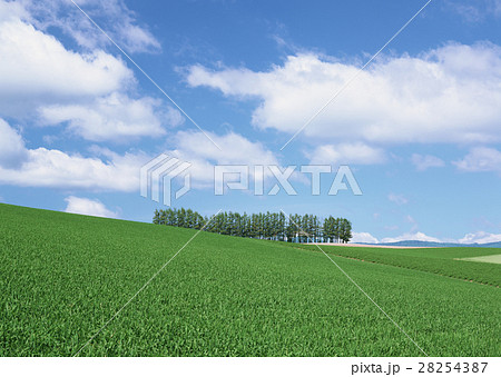 マイルドセブンの丘 28254387