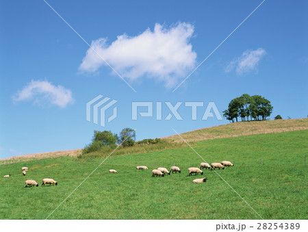 牧場のヒツジ 牧場のヒツジ 28254389