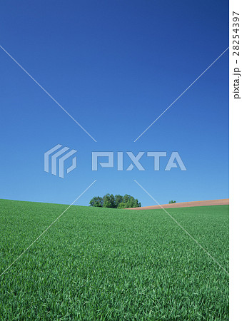 草原と樹木 28254397