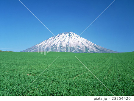 羊蹄山と麦畑 28254420