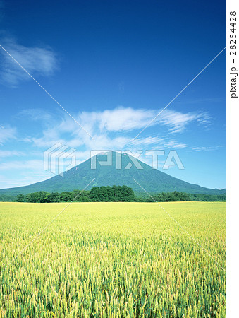 羊蹄山と麦畑 28254428