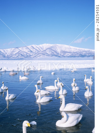 屈斜路湖の白鳥 屈斜路湖の白鳥 28254501