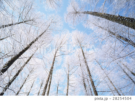 カラマツ林の樹氷 カラマツ林の樹氷 28254504