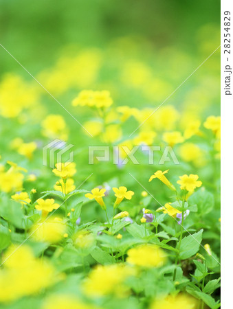 ミゾホウズキ ミゾホウズキ 28254829