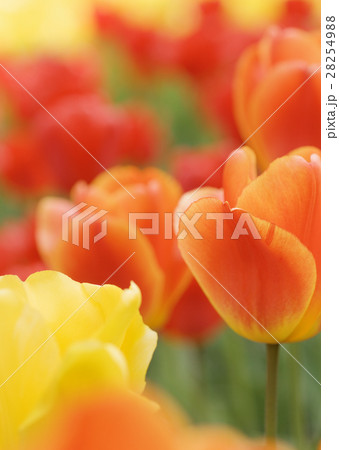チューリップ 28254988