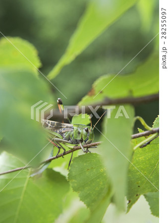 トノサマバッタ 28255097