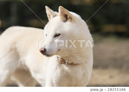 白い柴犬 28255166