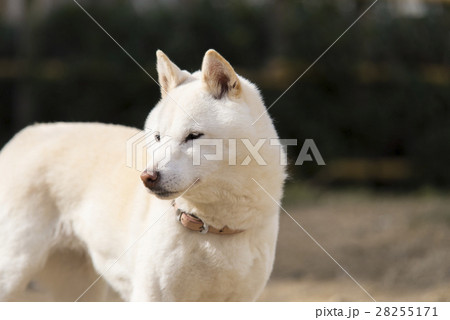 白い柴犬 28255171