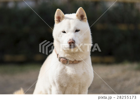 白い柴犬 白い柴犬 28255173
