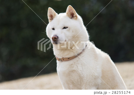 白い柴犬 白い柴犬 28255174