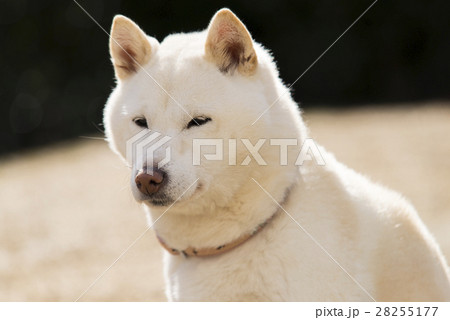 白い柴犬 28255177