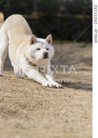 白い柴犬の写真素材 2551