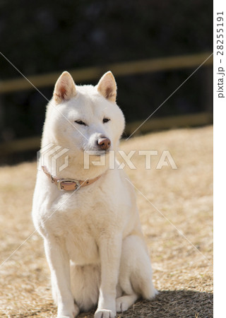 白い柴犬の写真素材