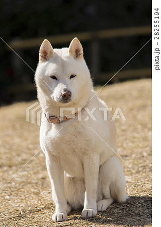 白い柴犬の写真素材
