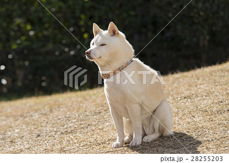 白い柴犬の写真素材 2553