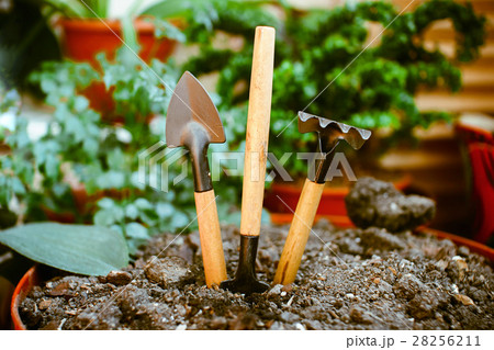 Garden tools on plain soil in the pot, including houseplants. 28256211