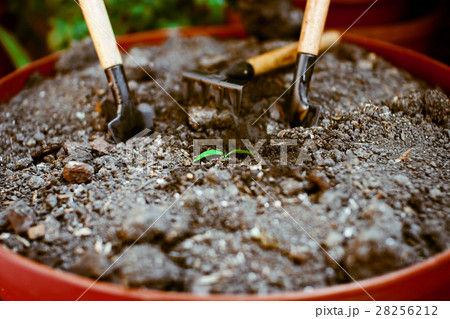 Sprout in the ground alone, around garden accessories. 28256212