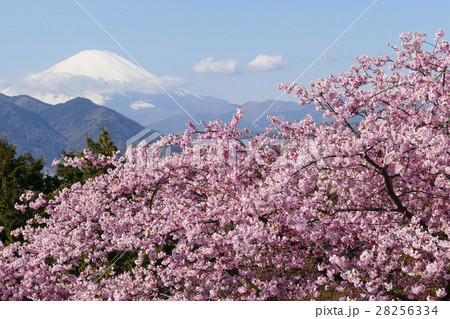 富士山と河津桜 28256334