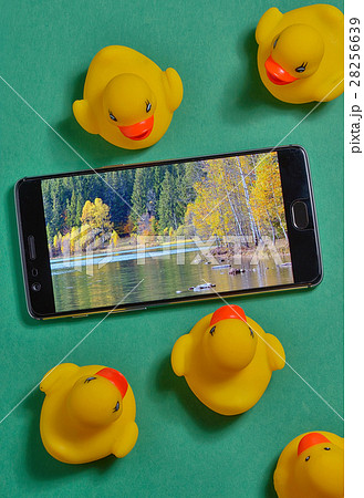 Yellow rubber duck and smartphone concept Yellow rubber duck and smartphone concept 28256639