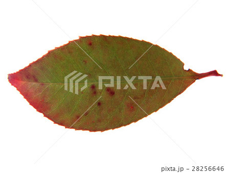 柿の葉 柿の葉 28256646