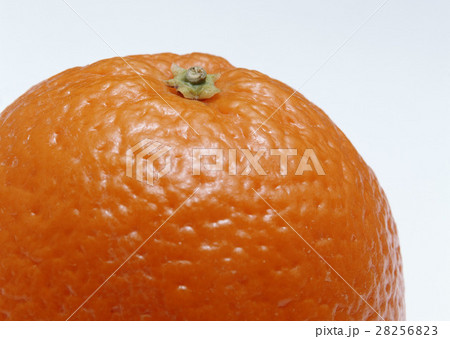 オレンジ 28256823