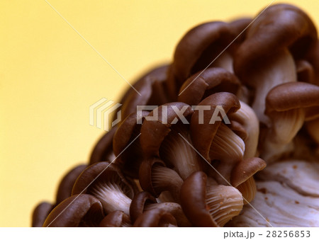 ヒラタケ 28256853