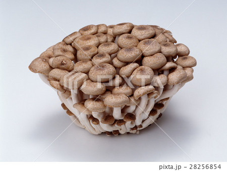 ホンシメジ 28256854