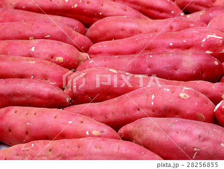 サツマイモ 28256855