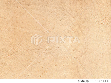 ダチョウ革 28257414