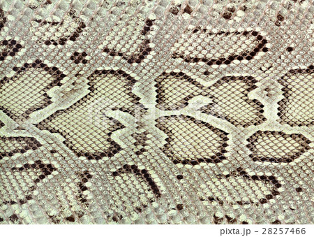 ヘビ革 ヘビ革 28257466