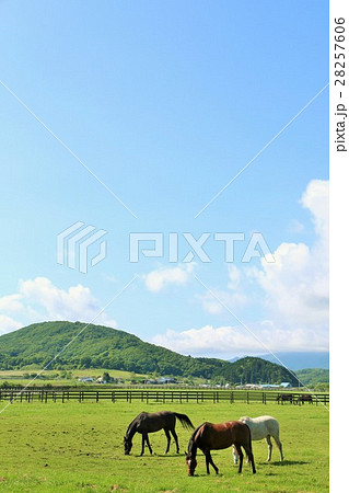 北海道　夏の青空とサラブレッド牧場の風景 28257606
