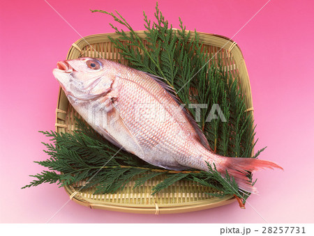 マダイ マダイ 28257731